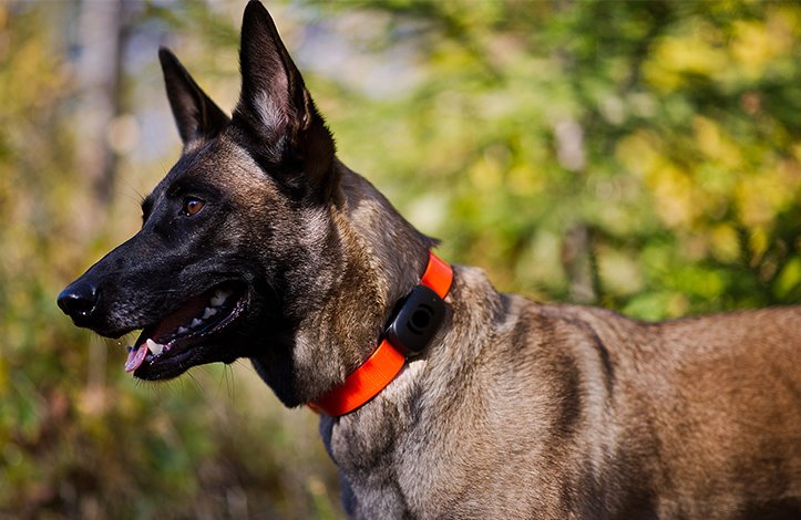 MiniFinder-Atto-Dog-with-Orange-Collar.jpg